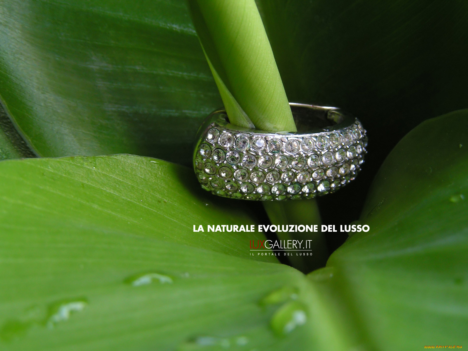 , luxgallery